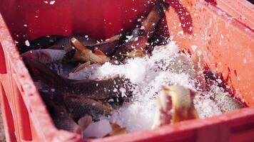 färsk marknadsföra fisk karp packade på is. video