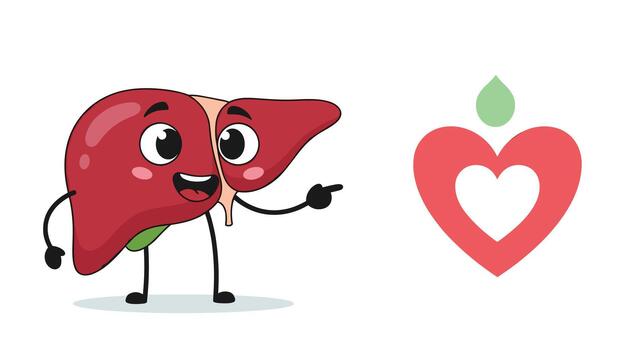 un alegre dibujos animados hígado personaje puntos hacia un corazón símbolo con un verde gotita, representando el interconexión de hígado y corazón salud. vector