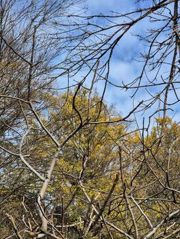 tree branches in the forest. The photo shows a dense tangle of leafless branches of trees and shrubs. autumn vibe. autumn picture