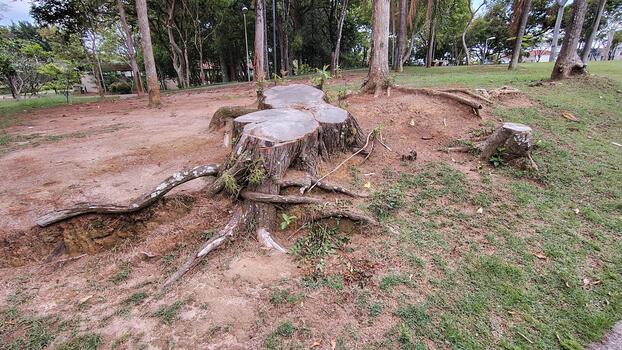 View external roots in the ground, from a cut tree with an exposed trunk in a forest. photo