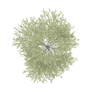 3D rendering of Terminalia mantaly tree on transparent background from top view png
