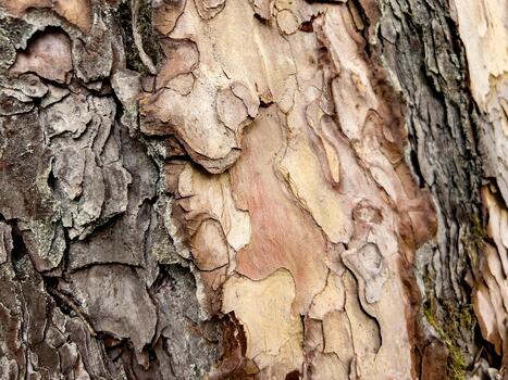 Close-up of tree bark with textured layers and natural patterns photo
