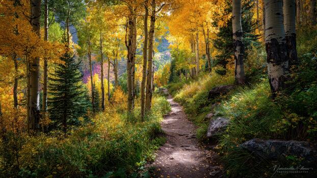 Forest dirt path winding uphill through vibrant aspen trees displaying bright autumn foliage photo