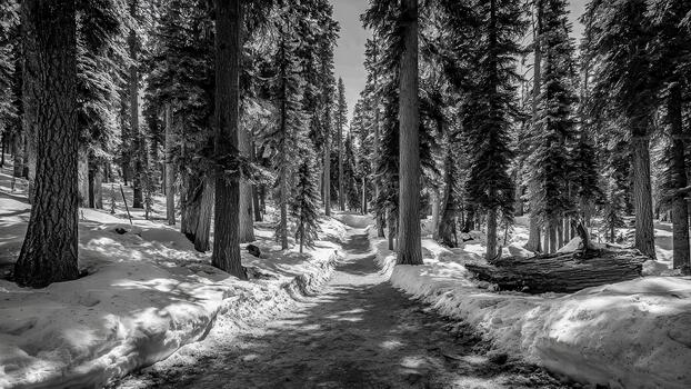 Black and white image of a winding snowy path through a dense forest of tall evergreen trees photo