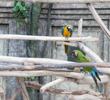 The photograph features two species of macaws in an aviary setting a Blue and yellow Macaw and a Military Macaw. photo