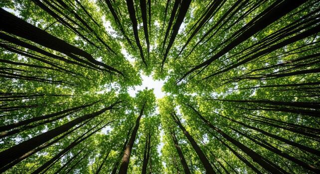 Looking up through the dense green canopy of a vibrant forest, where towering trees reach towards the sky, creating a breathtaking natural tunnel of light photo
