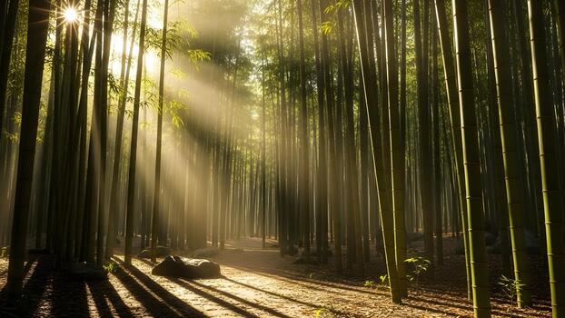 Sunlight streams through a dense bamboo forest creating beautiful light rays and long shadows on the forest floor. photo