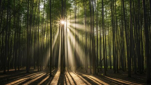 Sunlight streams through a lush bamboo forest creating ethereal rays and dramatic shadows on the forest floor. photo