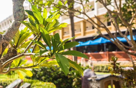 Tree branches with a building in background photo