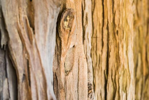 Tree texture pattern background close-up photo