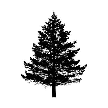 silueta de un pino árbol con ramas y agujas en contra un blanco antecedentes hojas perennes naturaleza vector