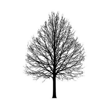 Silhouette of a full tree with dense branches on white background illustration vector