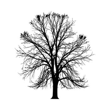 Silhouette of a bare deciduous tree with intricate branches on a white background illustration vector