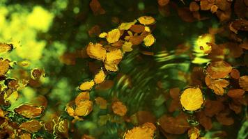 autunnale le foglie galleggiante su acqua superficie con verde e giallo riflessi la creazione di un astratto scena video