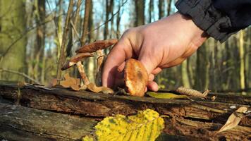 en hand når ut till Rör svamp den där är groning från en ruttnande logga i en fredlig skog miljö omgiven förbi fallen löv under höst. video
