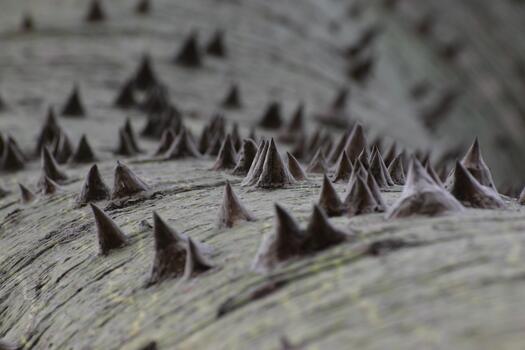 macro of the bark of silk floss tree, Ceiba speciosa, also called palo borracho in spanish, with sharp conical prickles photo