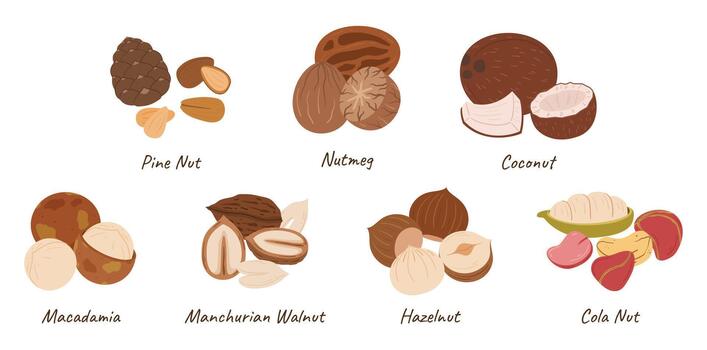 Nuts Collection, Pine Nut, Nutmeg, Coconut, Macadamia Cashew, and Manchurian Walnut, Hazelnut or Cola Nut Kernels vector