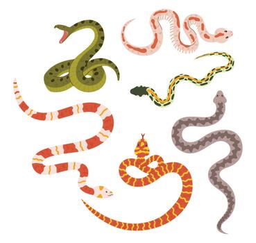 Snakes Collection, Diverse Array Of Colors And Patterns. From Vibrant Scales To Intricate Designs, These Serpents vector