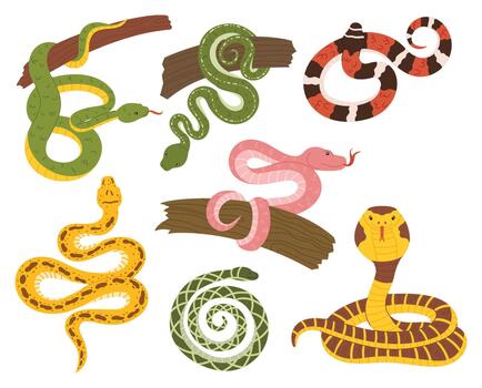 Collection Of Snakes, Showcasing Vibrant Scales And Intricate Patterns. From Slithering Serpents To Coiled Wonders vector