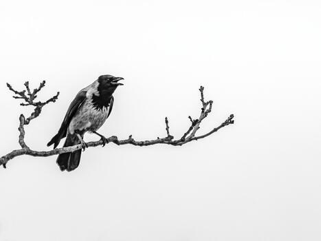 Sharp-eyed crow surveys its winter domain. A black crow with a sharp beak and intelligent eyes perched on a thick branch of a leafless tree. The backdrop is a barren landscape with a cloudy sky. photo