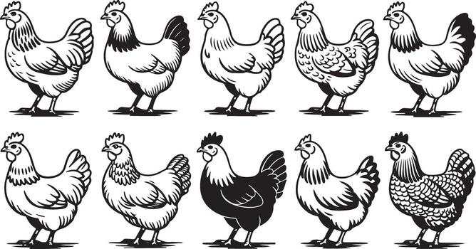 Selection of Chicken Illustrations in Various Poses and Styles on Plain Field vector