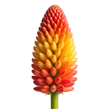 A vibrant, close-up view of a torch lily flower in full bloom, with layers of red, orange, and yellow petals arranged in a conical shape png
