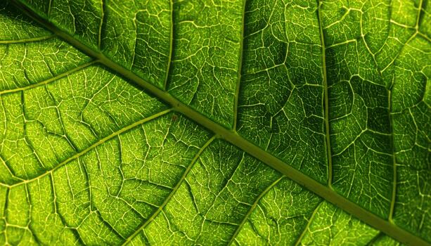 Close up shot reveals intricate vein patterns and textures of a vibrant green leaf illuminated by sunlight creating a natural background. photo