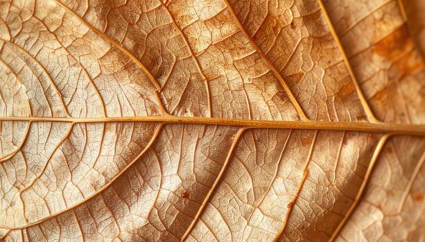 A detailed close up shot showcases the intricate patterns and textures within the veins of a single, golden brown, dried autumn leaf. photo