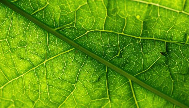 A close up shows the vibrant green leaf revealing intricate veins, textures and patterns that create a natural and organic design. photo