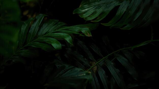 Dark green tropical leaves provide a moody and natural background, casting shadows and creating a sense of depth in lush foliage. photo