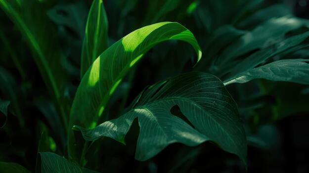 A sunlit vibrant green leaf contrasts with the deep shadows, creating a peaceful and natural botanical background in a close up photograph. photo