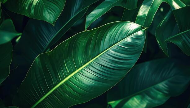 A close up view showcases the vibrant textures and patterns of large tropical leaves, creating a lush and verdant natural background scene. photo