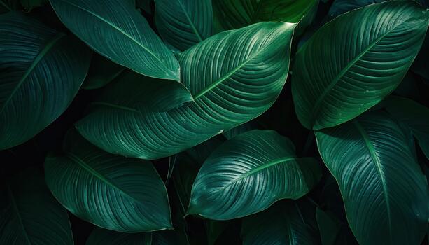 A beautiful close up view of dark green tropical leaves showing vein patterns creating a peaceful nature background in a vibrant environment. photo