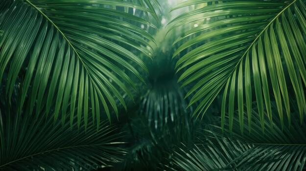 Close up of vibrant green palm leaves creating a lush, natural background with soft light filte through the tropical foliage, creating depth. photo