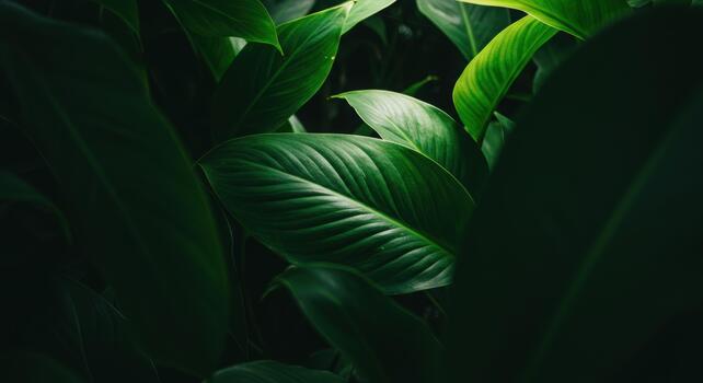 Deep green tropical leaves create a natural, lush environment showcasing the intricate details of botanical foliage in this serene image. photo