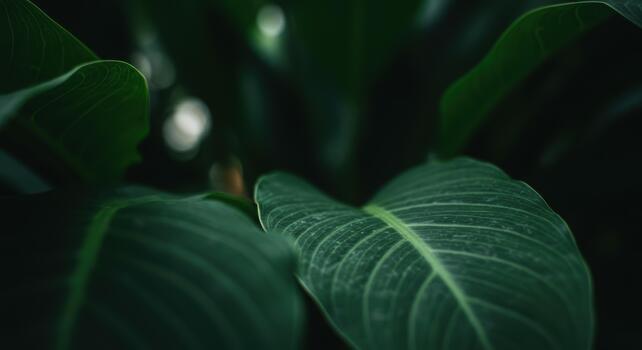 Close up of textured green leaves displaying intricate vein patterns creating a lush and vibrant natural background in a botanical setting. photo
