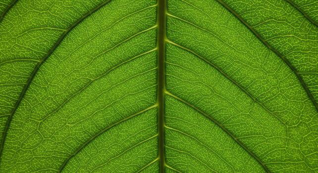 An up close view shows the intricate venation and delicate texture of a vibrant green leaf illuminated by soft natural light shining above. photo