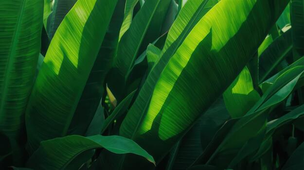 Bright sunlight filters through large, vibrant green banana leaves creating striking patterns of light and shadow in a tropical environment. photo