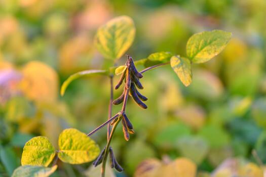 Macro soybean pods with soft bokeh, close focus on pod clusters and delicate leaf edges, warm tonal palette highlights seed development and botanical detail for educational use photo