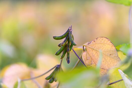 Soybean pod closeup, Closeup of soybean pod highlighting surface textures and dew formation, Highresolution image emphasizing surface details of soybean pods and dew droplets photo