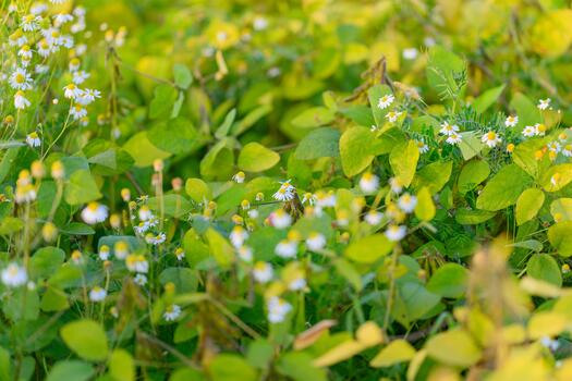 Complete depiction of subterranean plant life structures and features, Extensive examination and documentation of underlying ground plants and their physical formations photo
