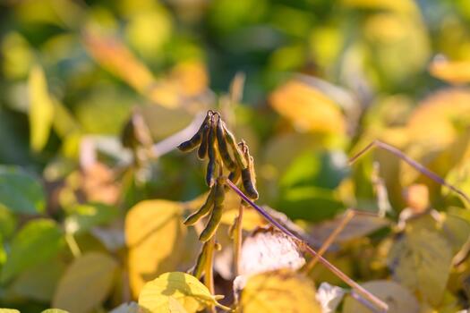 Dried soybean shells show detailed surface, Closeup of mature soybeans with textured pods, Focus on soybean clusters displaying rich surface textures and contours photo