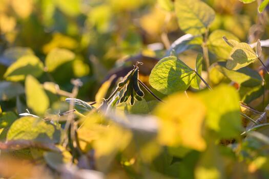 Closeup soybean pods and leaves basking in golden hour light, shallow depth of field creating soft bokeh and warm tones across textured foliage and delicate stems photo