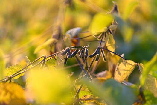 Soybean pod closeup, Extreme macro photograph emphasizing soybean pod details and dew, Highresolution macro image capturing intricate textures and moisture on soybean pods photo