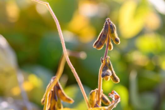 Sunlit soybean with detailed illumination, Illuminated soybean pod highlighting delicate hairs and shadows, Backlit soybean pod radiating warm light with intricate shadow play photo