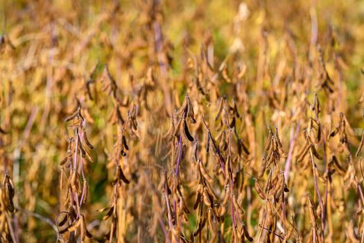 Sunset soybean field in golden light, soft warm tones and elongated shadows create tranquil rural mood, expansive textured patterns across field for lifestyle and nature visuals photo