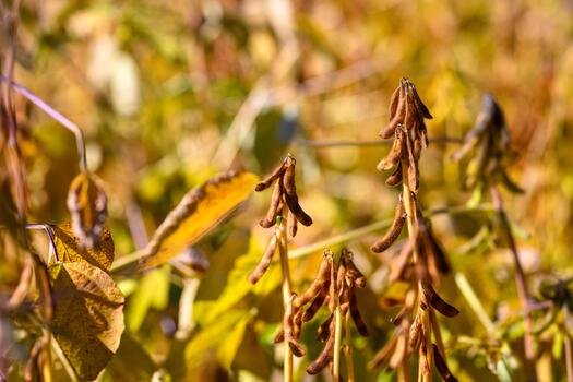 Harvest planning overview, Managing soybean fields during autumn for optimal yield, Designing ecofriendly harvest operations in dry soybean fields amidst seasonal changes photo