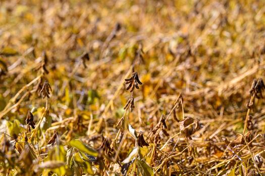 Investigation into sustainable farming and rotation benefits, Comprehensive evaluation of environmentally sustainable farming methods and crop rotation patterns photo