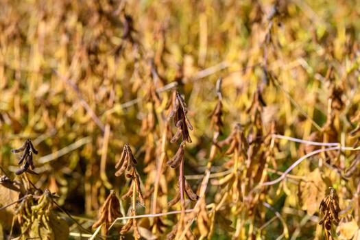 Isolated soybean stalk in scouting survey, foreground pod cluster in sharp focus with blurred background of industrial field, visual for agronomic inspection and yield forecasting photo