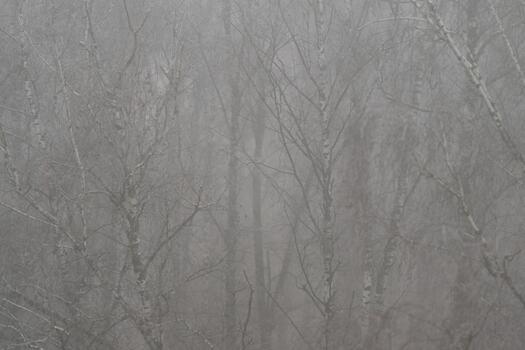 Bare birch branches signal late winter with soft fog and subtle hoarfrost, subdued palette conveys seasonal shift, contemplative mood and environmental calm for editorial use photo